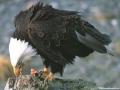 Aigle 018